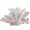 White Coral Seaweed