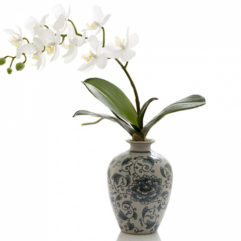 Orchid In Chinois Vase