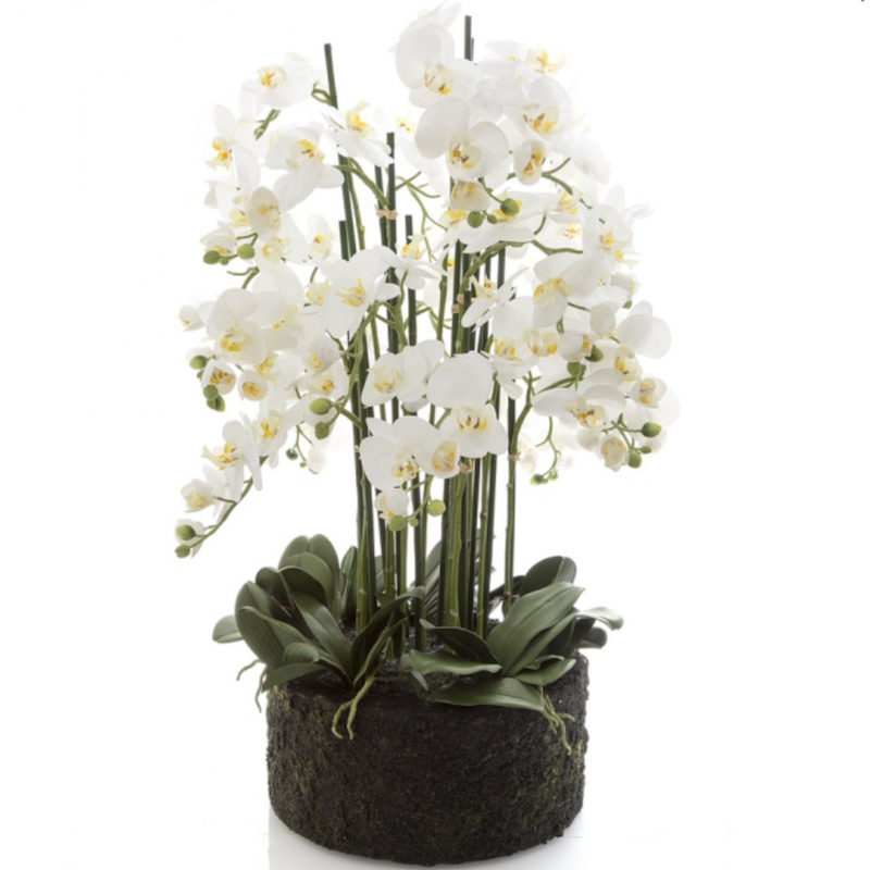 Large Phalaenopsis in Paper Pot