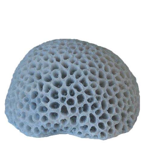 Blue Brain Coral